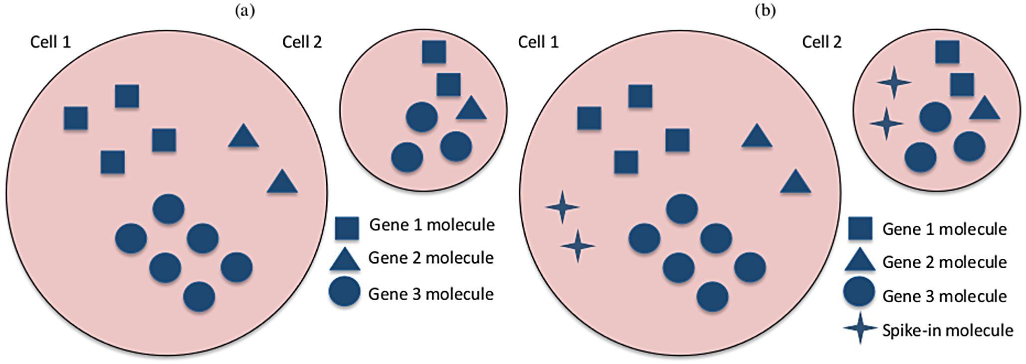 Graphical representation of gene expression in two cells from a homogeneous population but with different total mRNA content.