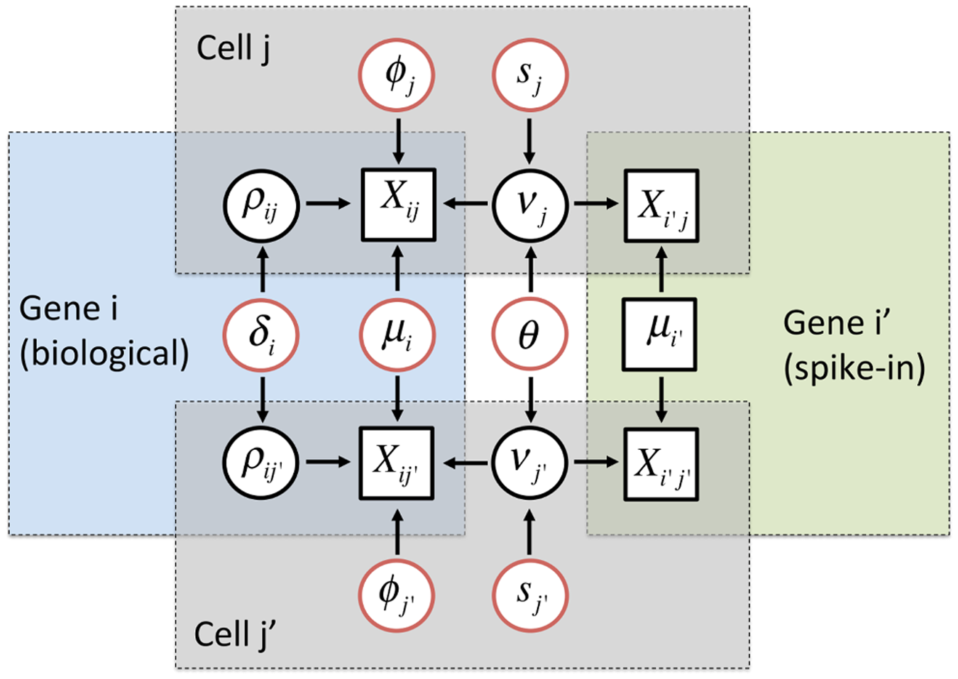 Graphical representation of the hierarchical model implemented in BASiCS.