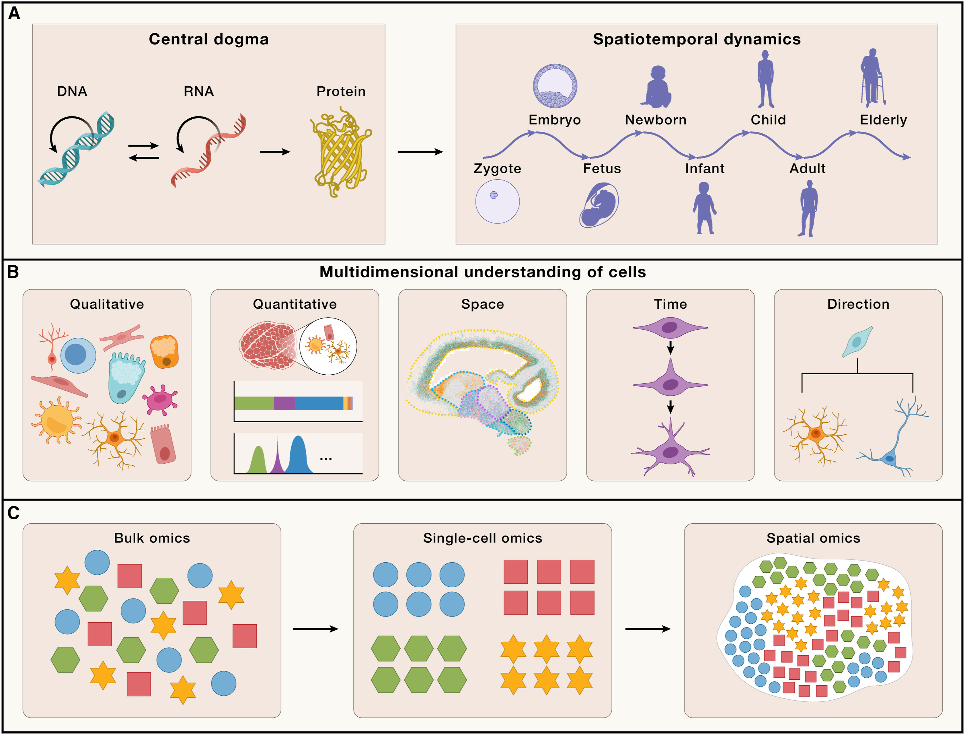 Multi-dimensional measurements of cells